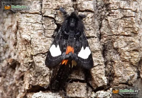 Grapevine Epimenis Moth - photo 8