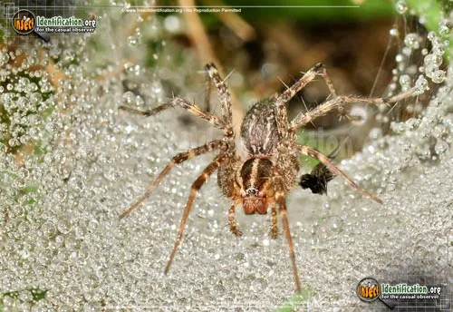 Grass Spider - photo 2