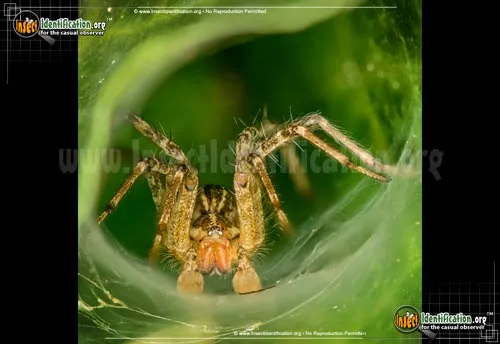 Grass Spider - photo 4