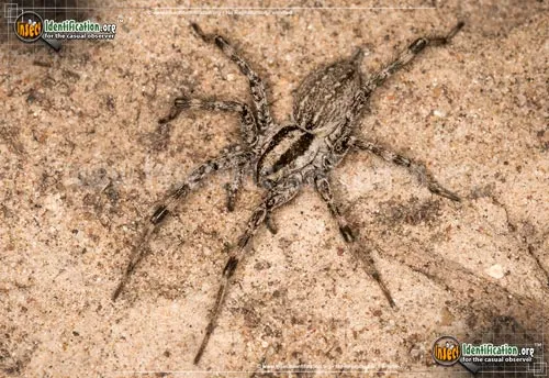 Grass Spider - photo 6
