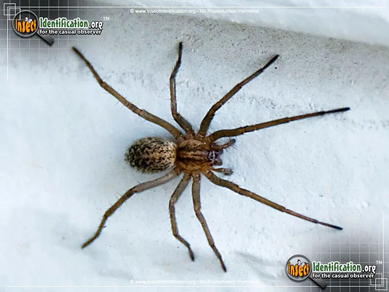 Grass Spider - photo 7