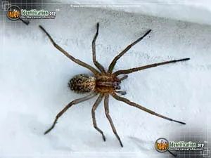 Grass Spider - photo 8