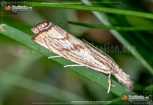Grass-Veneer Moth -Agriphila sp. - photo 2