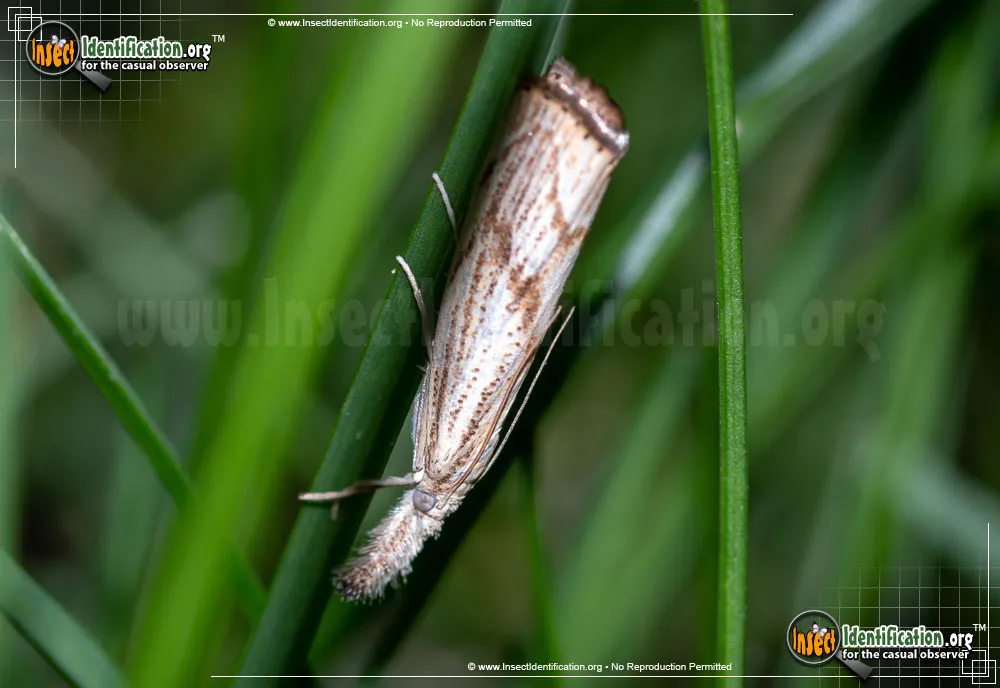 Grass-Veneer Moth -Agriphila sp. - photo 3
