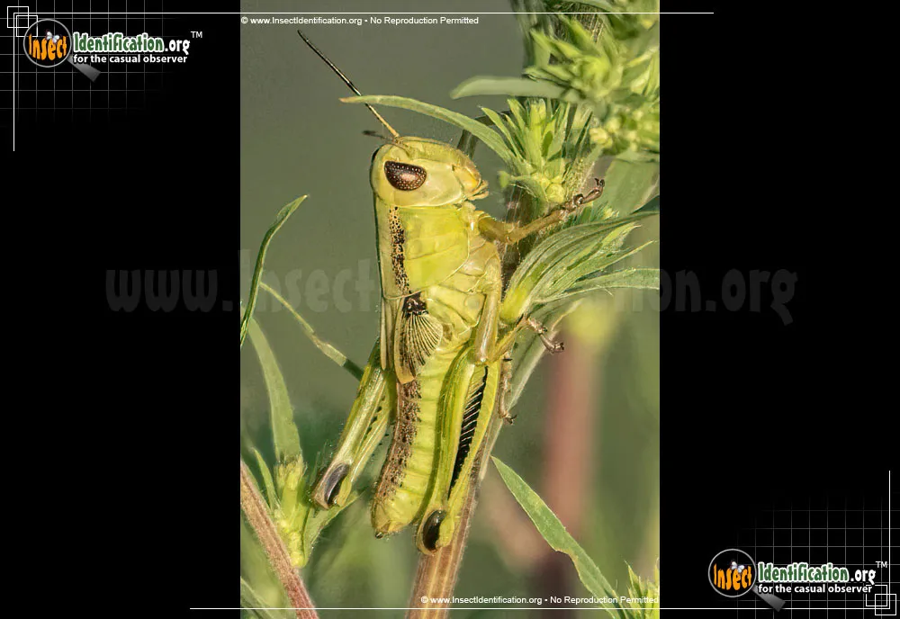 Grasshopper Nymphs - Melanoplus spp.