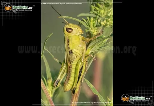 Grasshopper Nymphs - photo 2