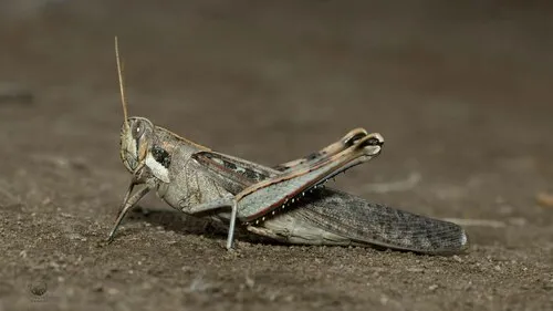 Gray Bird Grasshopper