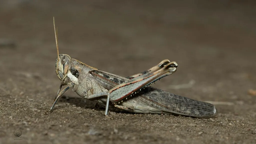 Gray Bird Grasshopper - photo 2