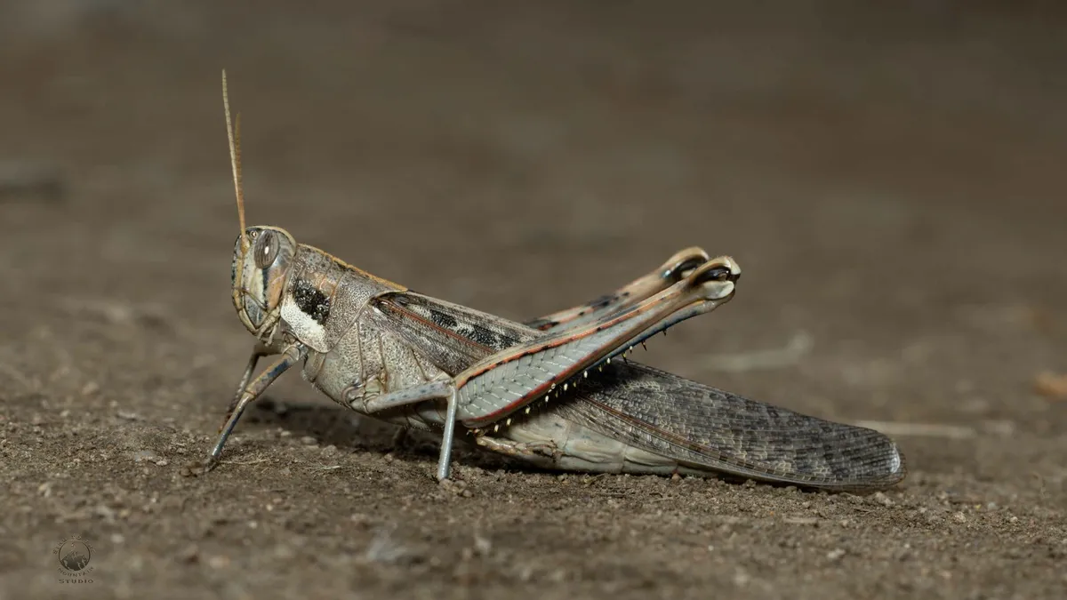 Gray Bird Grasshopper - photo 3