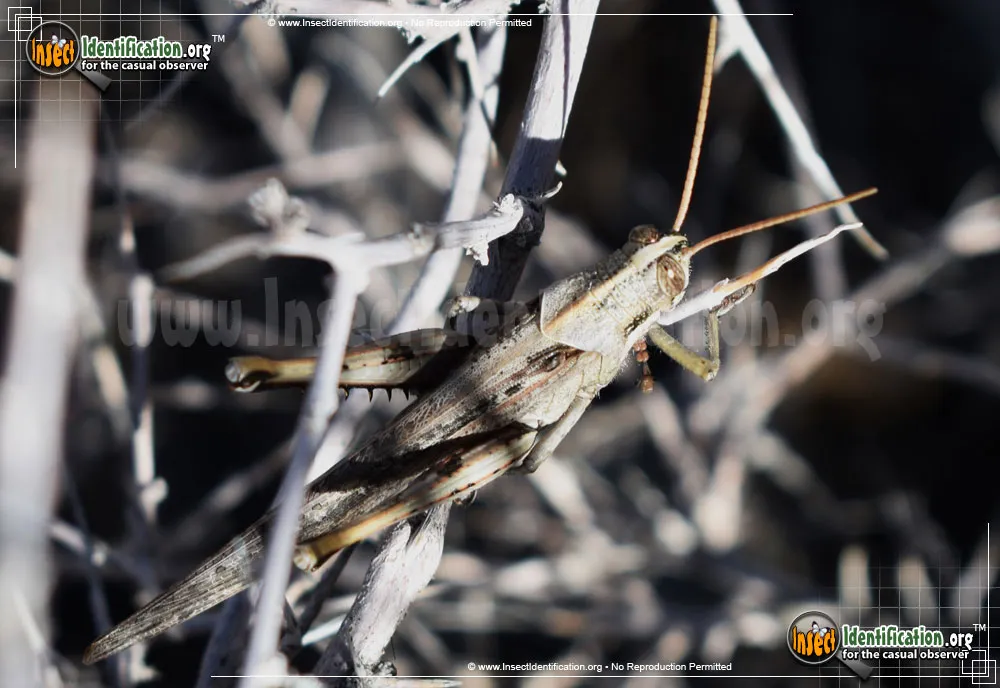 Gray Bird Grasshopper - photo 4