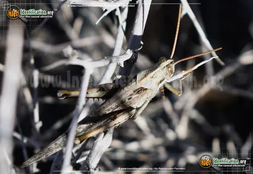 Gray Bird Grasshopper - photo 6