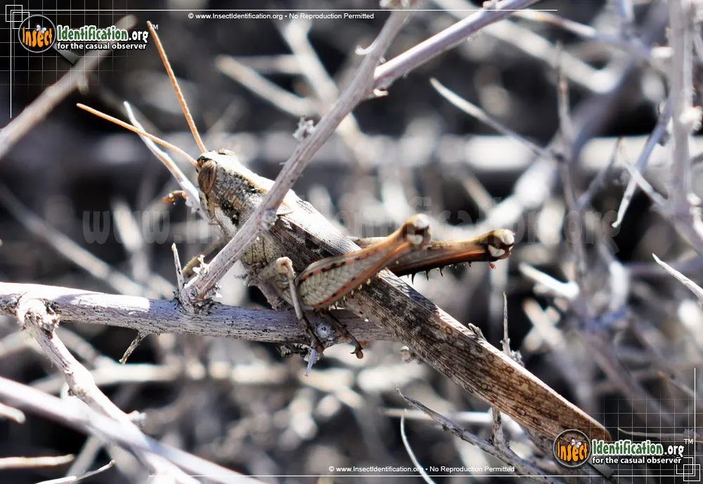 Gray Bird Grasshopper - photo 7