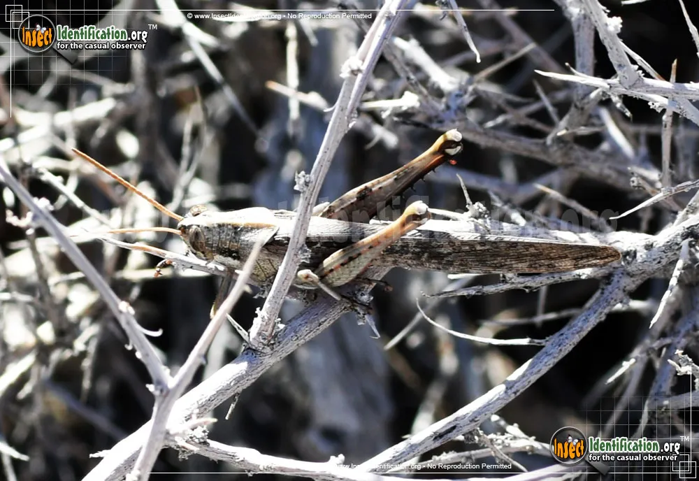 Gray Bird Grasshopper - photo 8