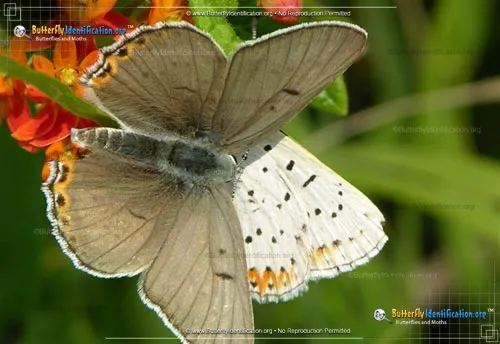Gray Copper Butterfly - photo 2