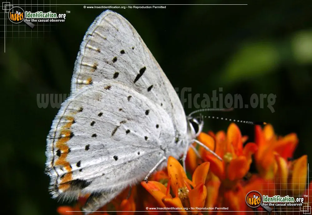 Gray Copper Butterfly - photo 3