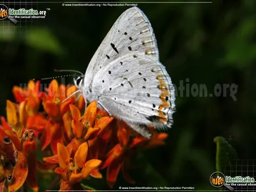 Gray Copper Butterfly - photo 4
