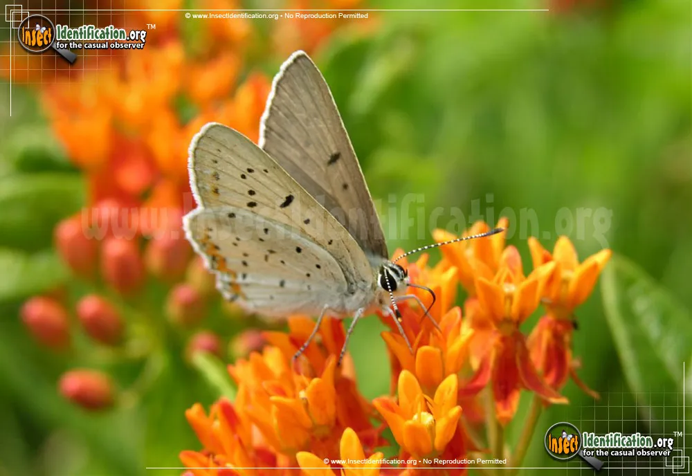 Gray Copper Butterfly - photo 5