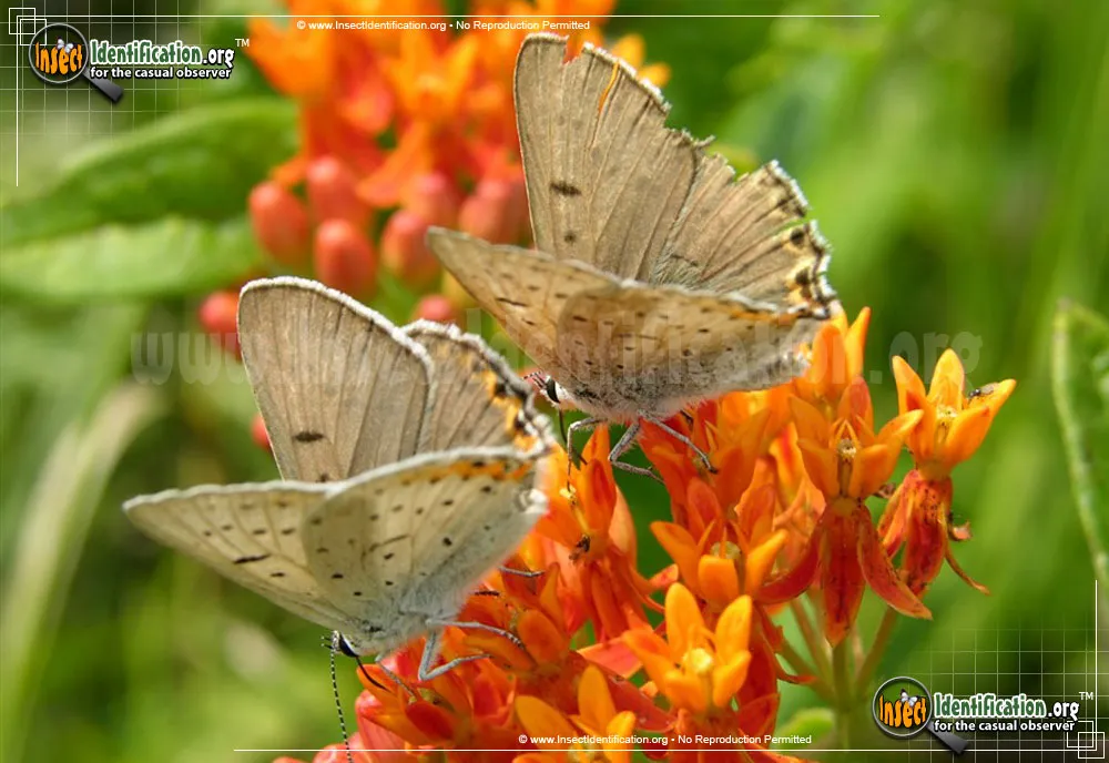 Gray Copper Butterfly - photo 7