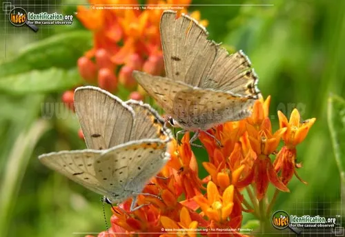 Gray Copper Butterfly - photo 8