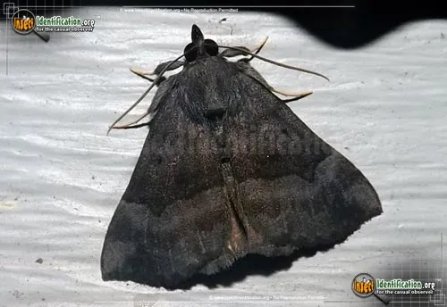 Gray-edged Hypena - photo 2