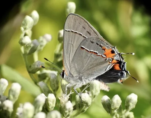 Gray Hairstreak Butterfly