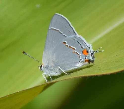 Gray Hairstreak Butterfly - photo 5