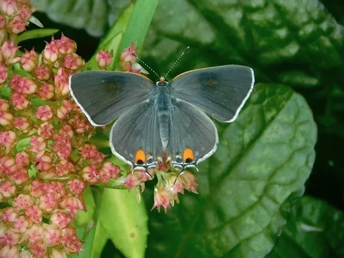 Gray Hairstreak Butterfly - photo 6