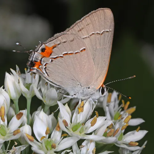 Gray Hairstreak Butterfly - photo 7