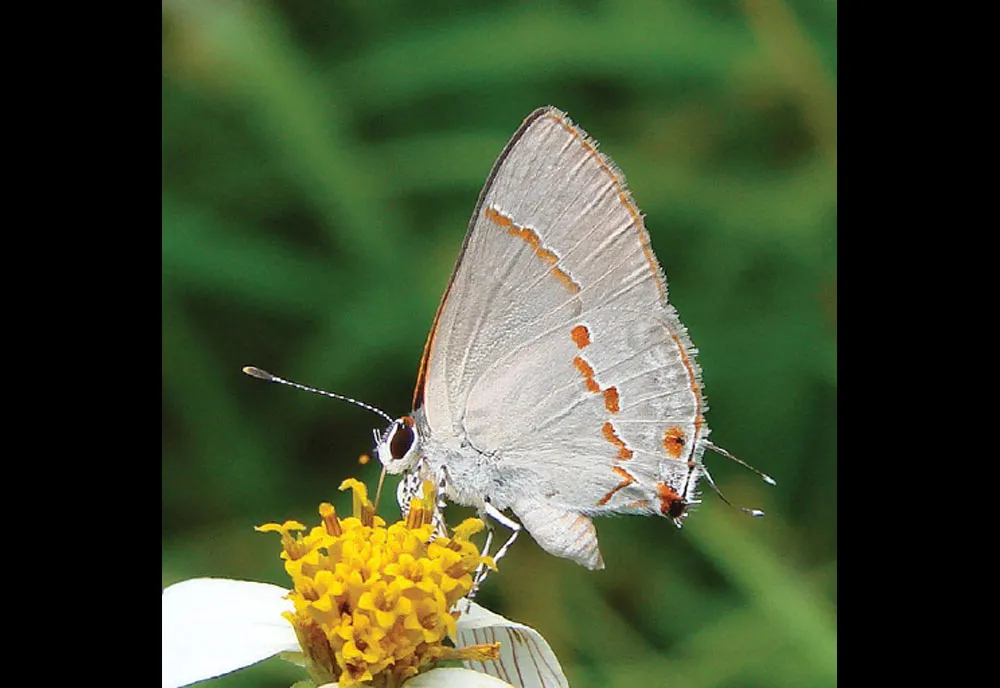 Gray Ministreak Butterfly