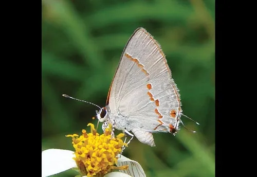 Gray Ministreak Butterfly - photo 2