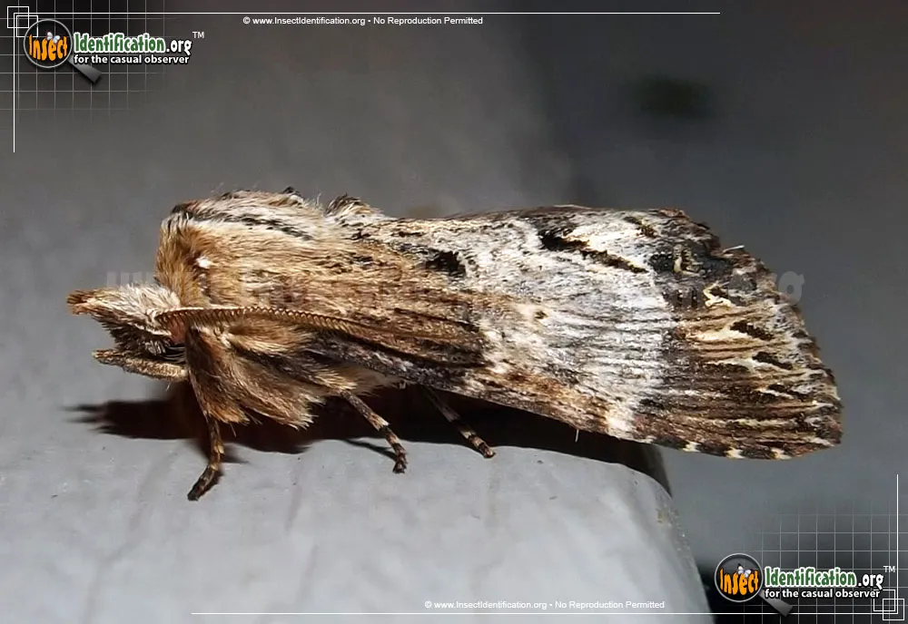 Gray-patched Prominent Moth - Dasylophia thyatiroides