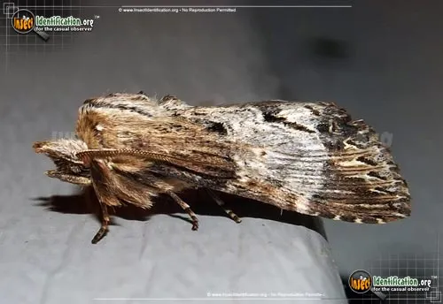 Gray-patched Prominent Moth - photo 2