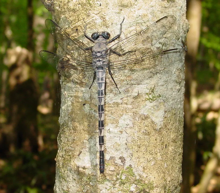 Gray Petaltail Dragonfly