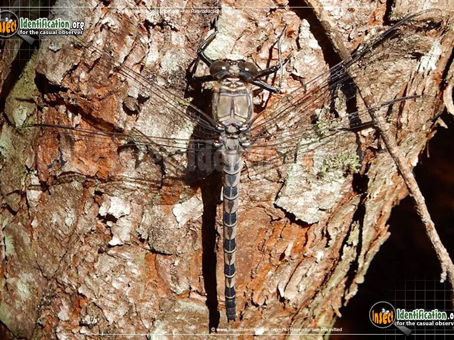 Gray Petaltail Dragonfly - photo 2