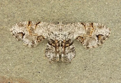 Gray Scoopwing Moth