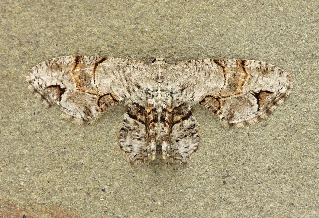 Gray Scoopwing Moth - photo 2