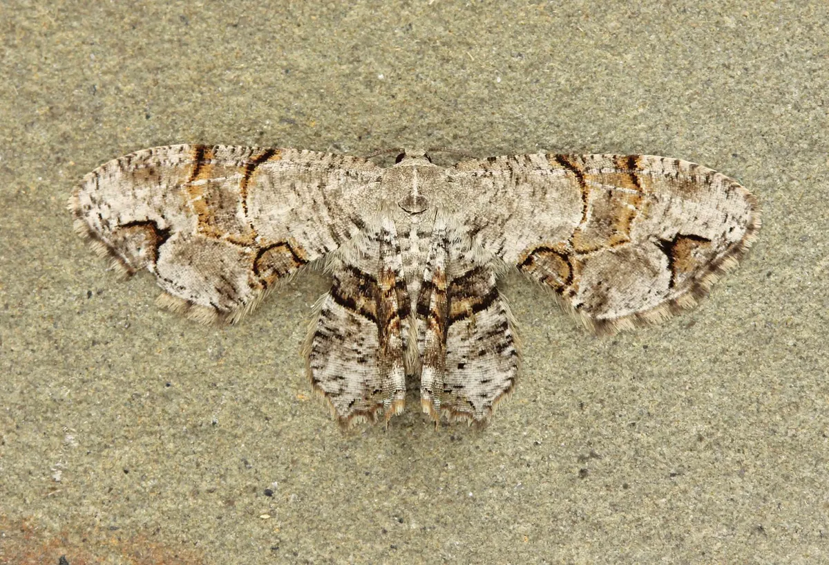 Gray Scoopwing Moth - photo 3
