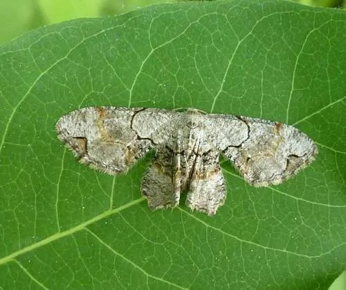 Gray Scoopwing Moth - photo 4