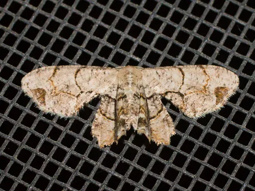 Gray Scoopwing Moth - photo 5