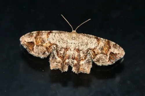 Gray Scoopwing Moth - photo 6