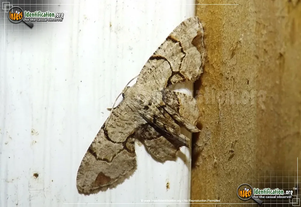 Gray Scoopwing Moth - photo 7