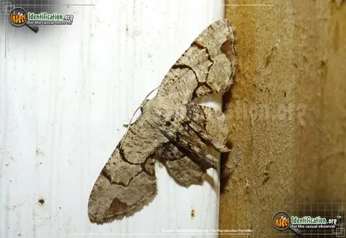 Gray Scoopwing Moth - photo 8