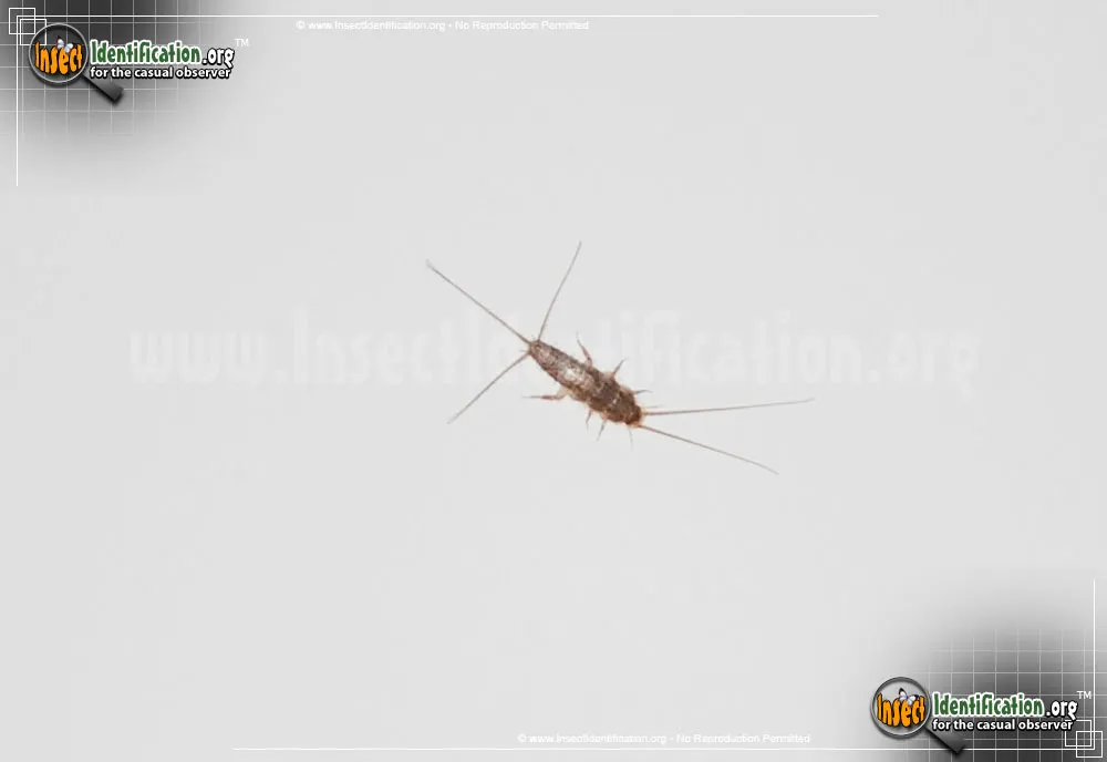 Gray Silverfish