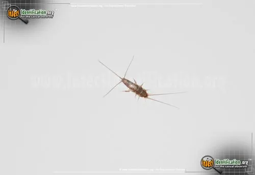 Gray Silverfish - photo 2