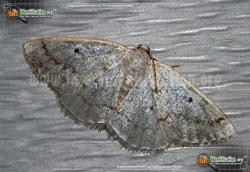 Gray Spring Moth - photo 2