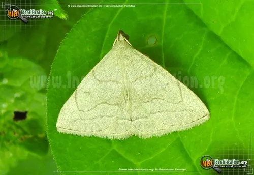 Grayish Zanclognatha Moth - photo 2