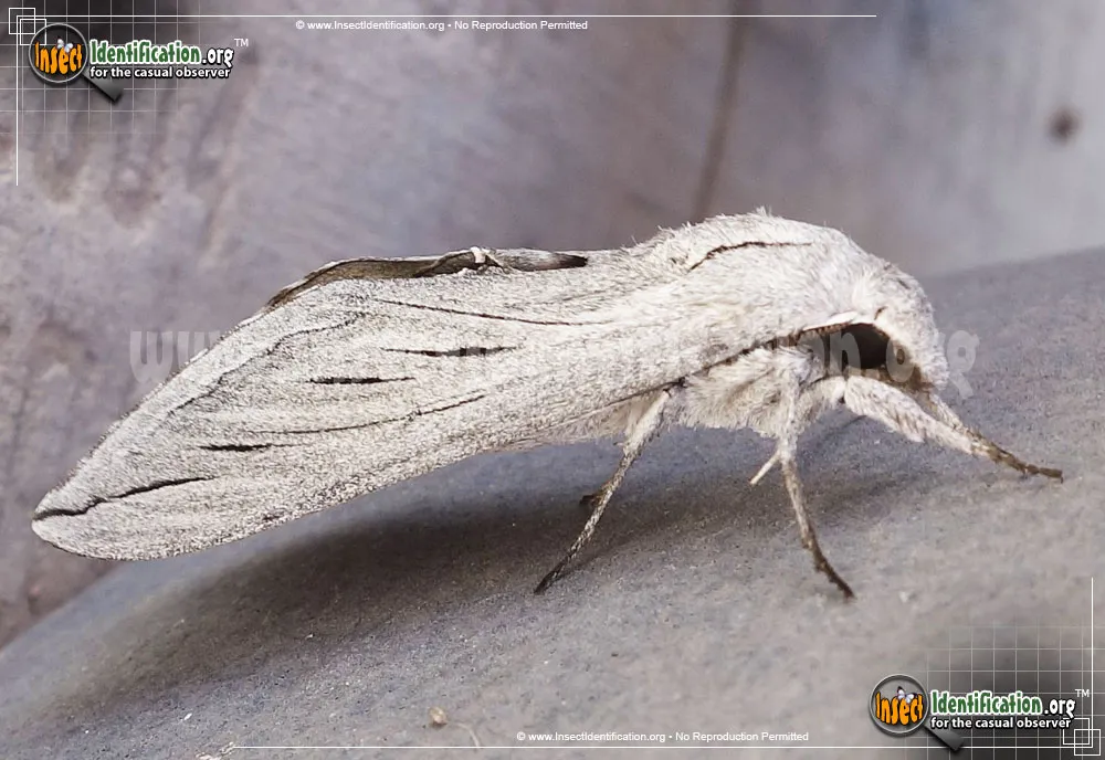 Great Ash Sphinx Moth