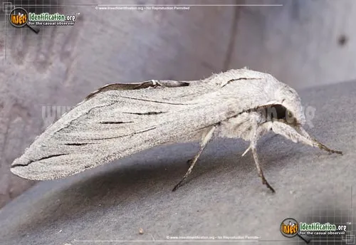 Great Ash Sphinx Moth - photo 2