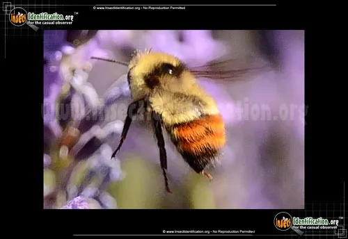 Great Basin Bumble Bee - photo 2