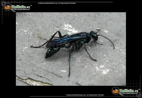 Great Black Wasp - photo 2